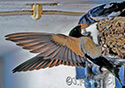 Hirundo rustica